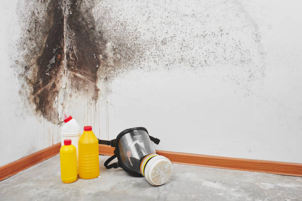 Best Attic Mold Removal  in North Tonawanda, NY