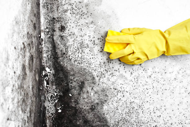 Best Mold Damage Repair  in North Tonawanda, NY