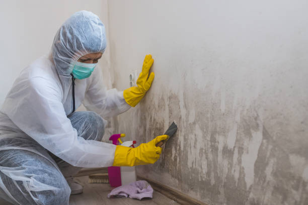 Best Crawl Space Mold Removal  in North Tonawanda, NY
