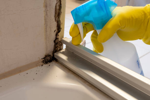 Best Certified Mold Removal  in North Tonawanda, NY