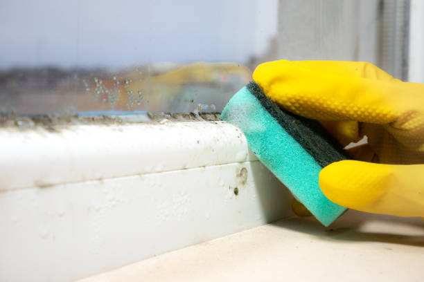 Best Certified Mold Removal  in North Tonawanda, NY