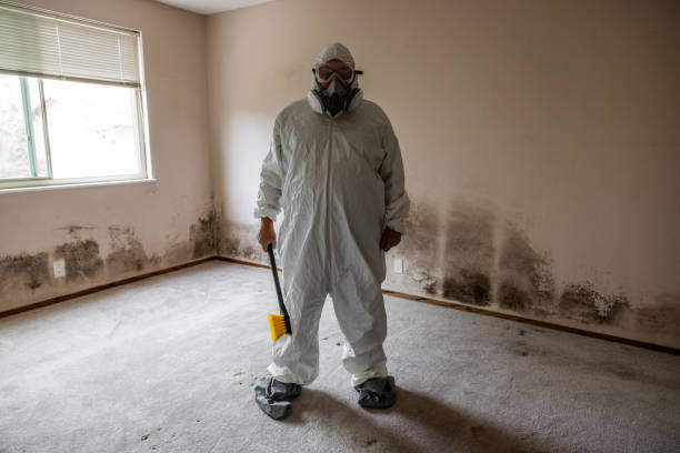 Certified Mold Removal in North Tonawanda, NY