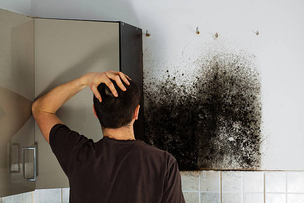 Best Local Mold Removal Service  in North Tonawanda, NY