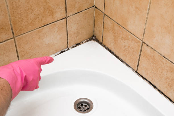 Best Residential Mold Removal  in North Tonawanda, NY